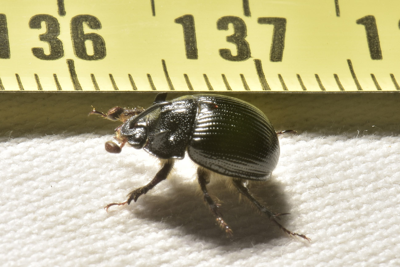 Geotrupidae: Odonteus armiger? S.